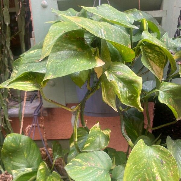 Epipremnum aureum ഇല