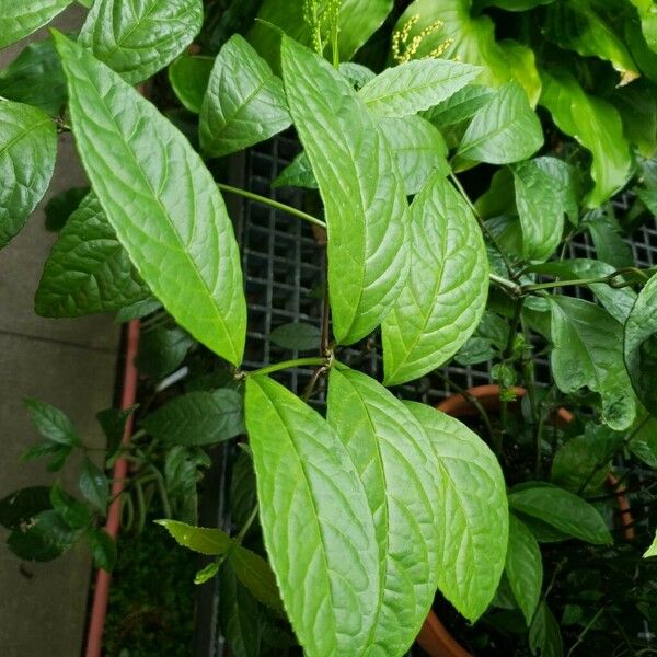 Chloranthus spicatus 葉