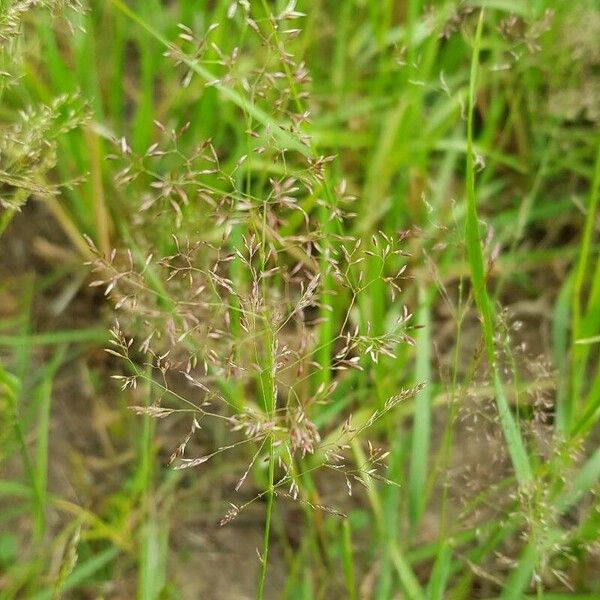 Agrostis capillaris Flower