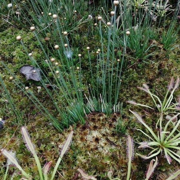 Isolepis setacea Folio