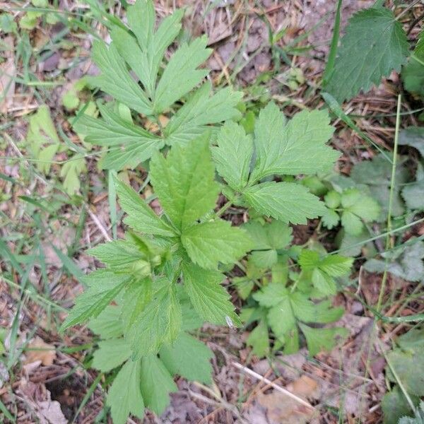 Geum laciniatum Leaf