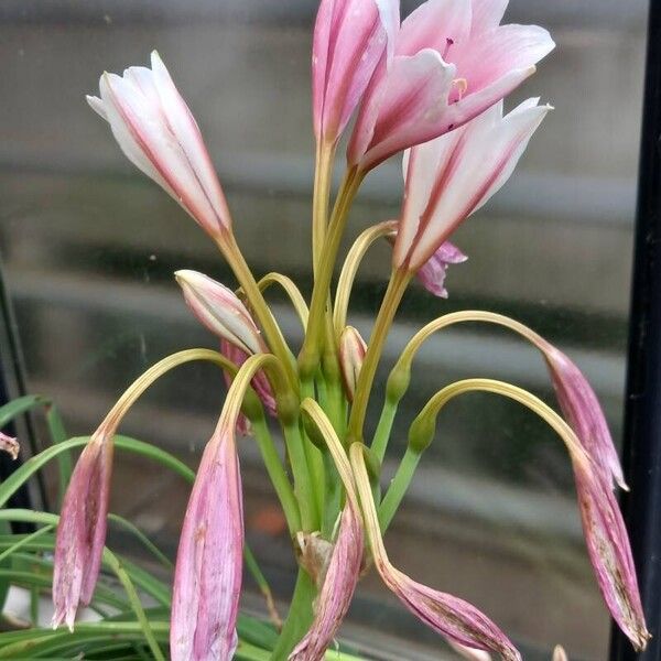 Crinum bulbispermum Квітка