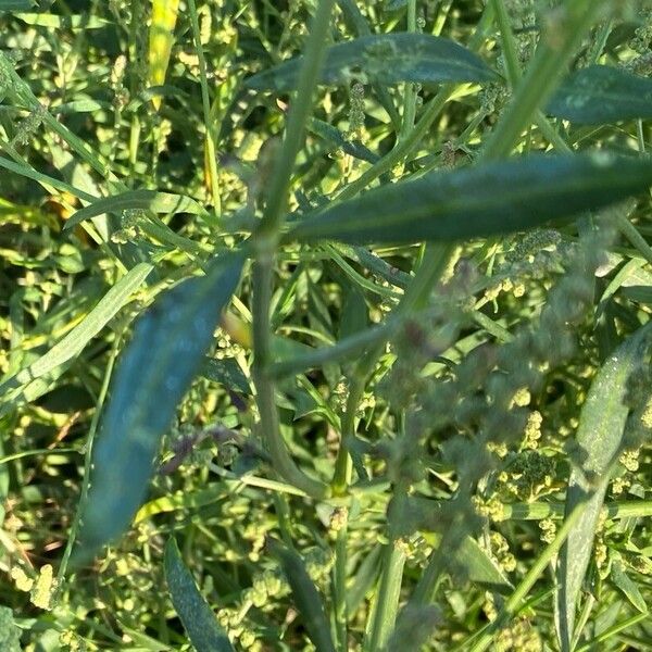 Atriplex littoralis Blatt