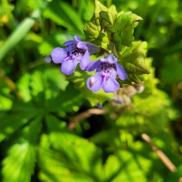 Glechoma hederacea Virág