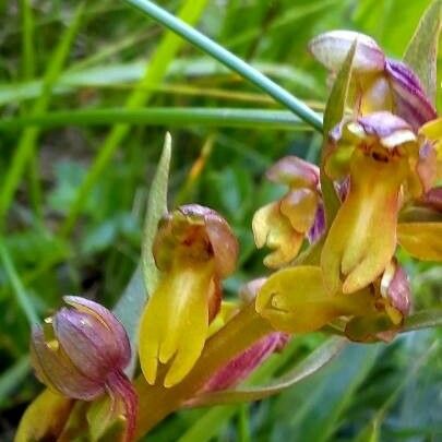 Dactylorhiza viridis Flower