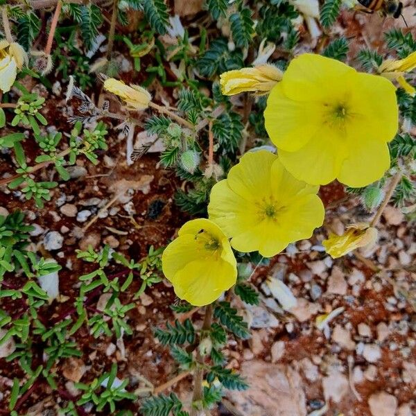 Tribulus zeyheri Flower