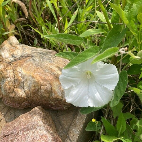 Calystegia spithamaea Floro