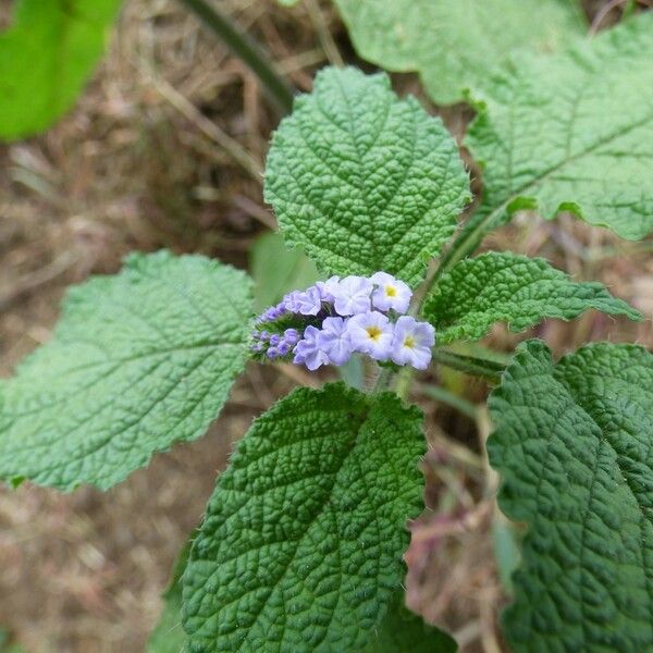 Heliotropium indicum പുഷ്പം