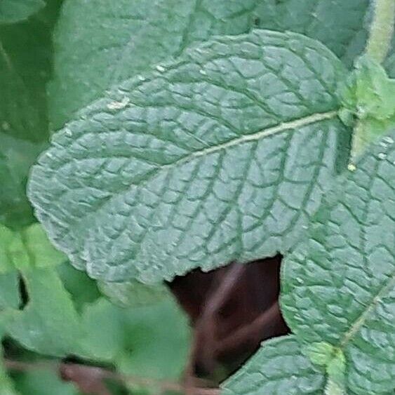 Mentha × rotundifolia Leaf