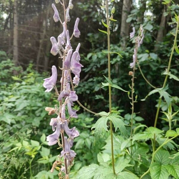 Aconitum septentrionale Flower