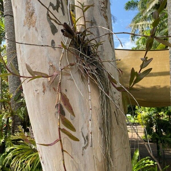 Epidendrum ibaguense Plante entière