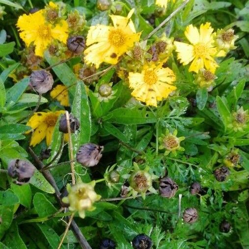 Coreopsis lanceolata Flower