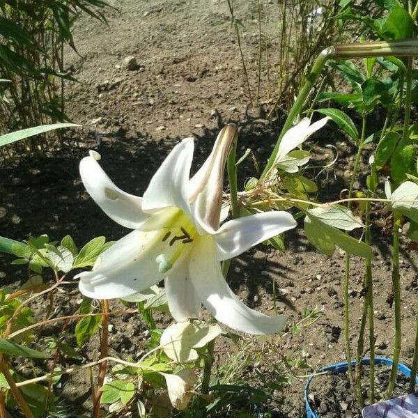 Lilium formosanum 花