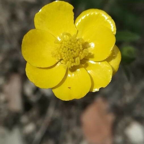 Ranunculus paludosus Квітка