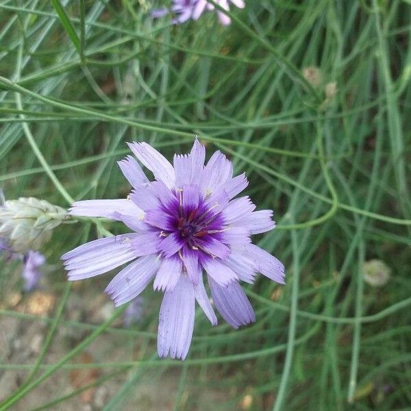 Catananche caerulea Flower