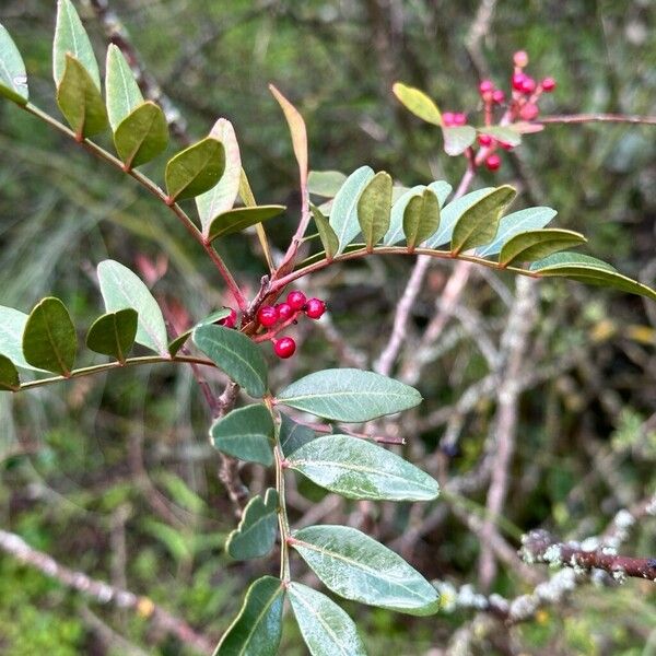 Pistacia lentiscus Deilen