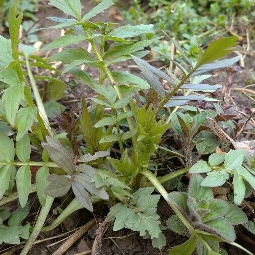 Valeriana officinalis Feuille