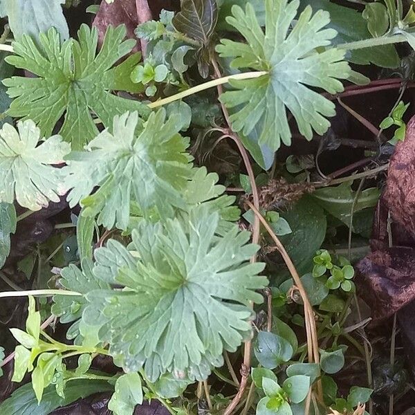 Geranium argenteum Лист