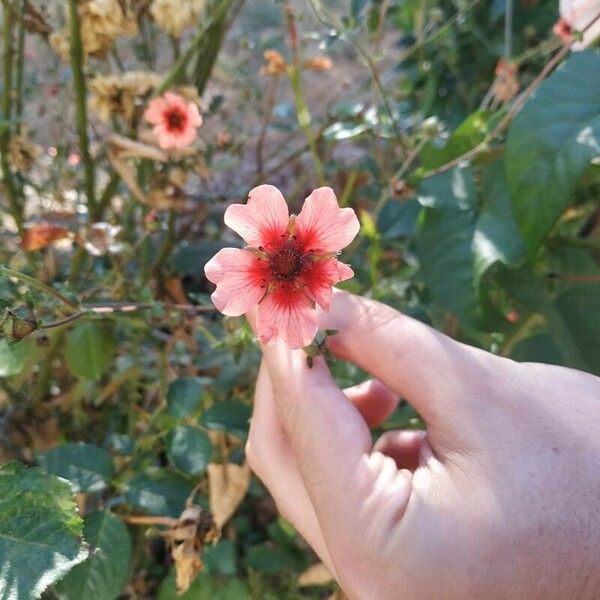 Potentilla nepalensis Virág