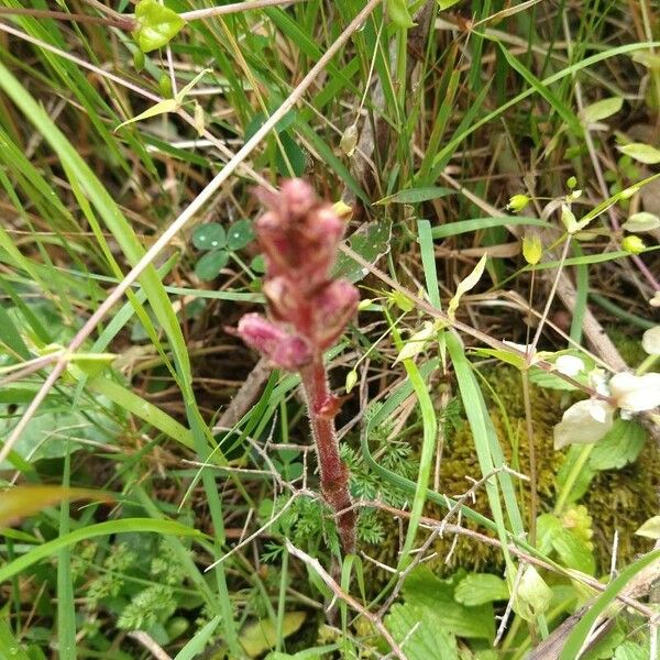 Orobanche alba Flower