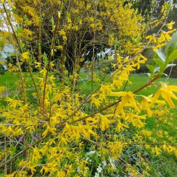 Forsythia suspensa Flower