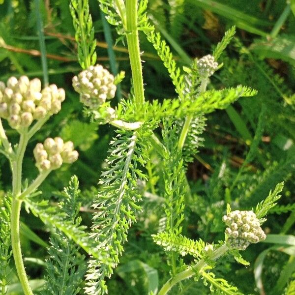 Achillea distans Hoja