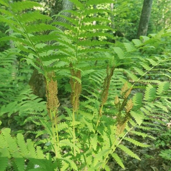 Osmunda claytoniana ᱡᱚ