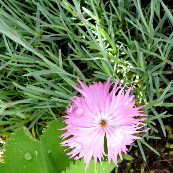 Dianthus plumarius 花