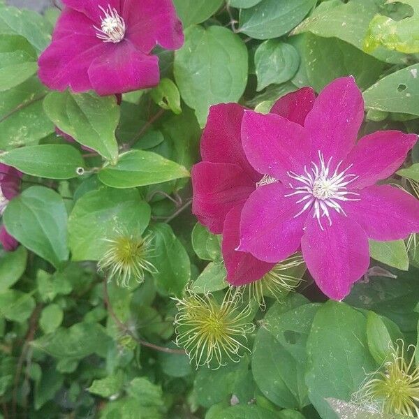 Clematis viticella Flower