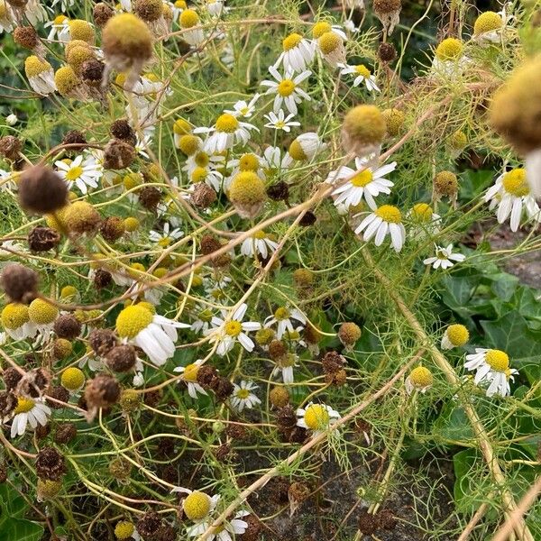 Tripleurospermum inodorum Vekstform