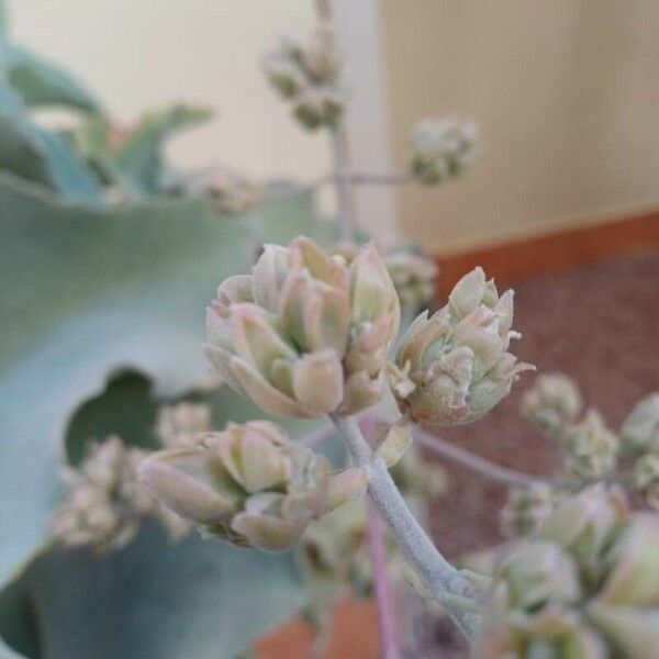 Kalanchoe beharensis Blomst