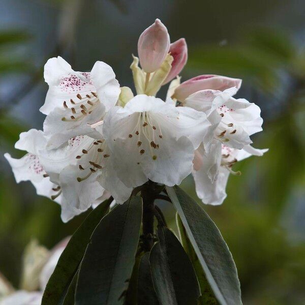 Rhododendron morii Kvet