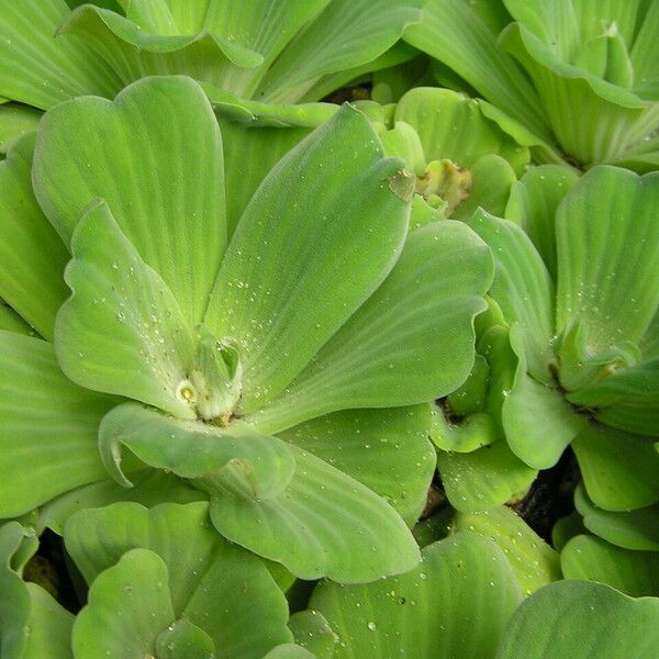 Pistia stratiotes 葉