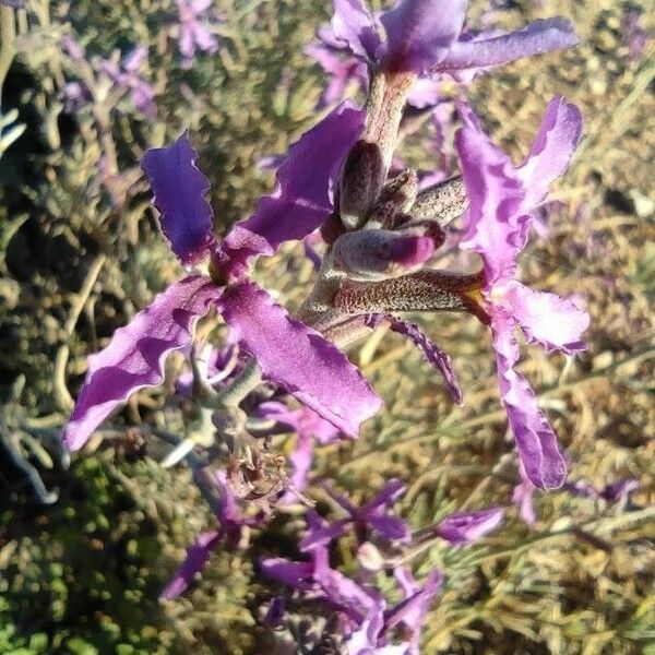 Matthiola fruticulosa Flower