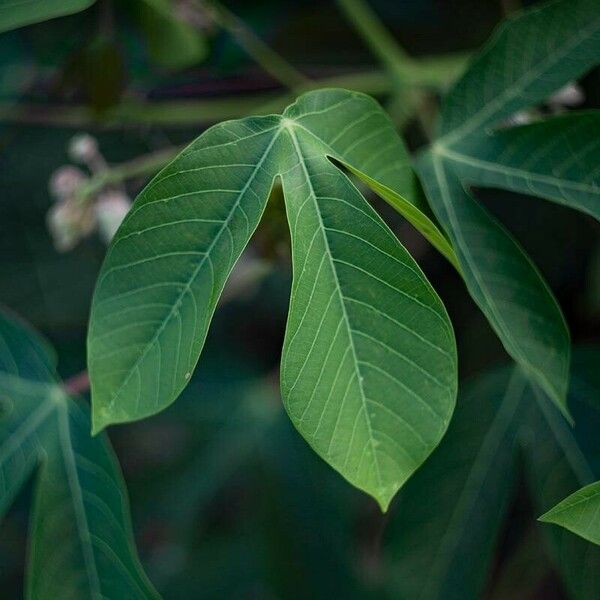 Manihot esculenta Blad