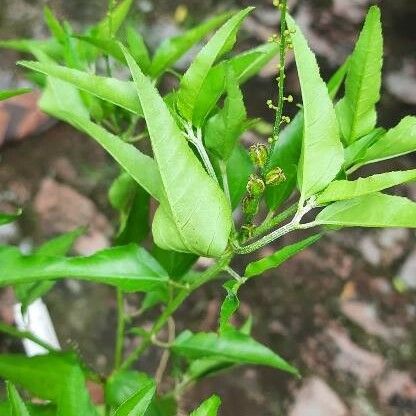 Croton bonplandianus Žiedas