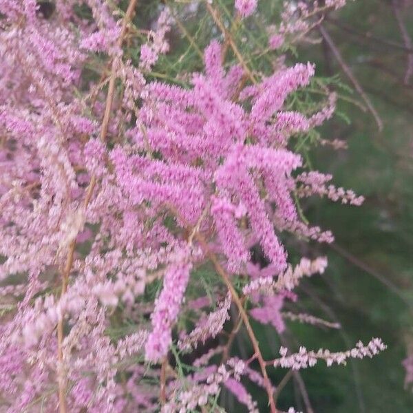 Tamarix ramosissima Flower