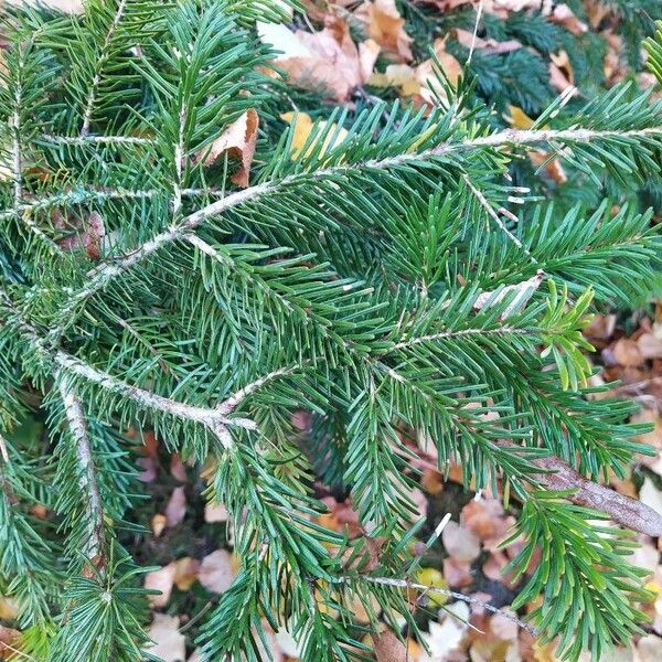 Abies nordmanniana Lapas