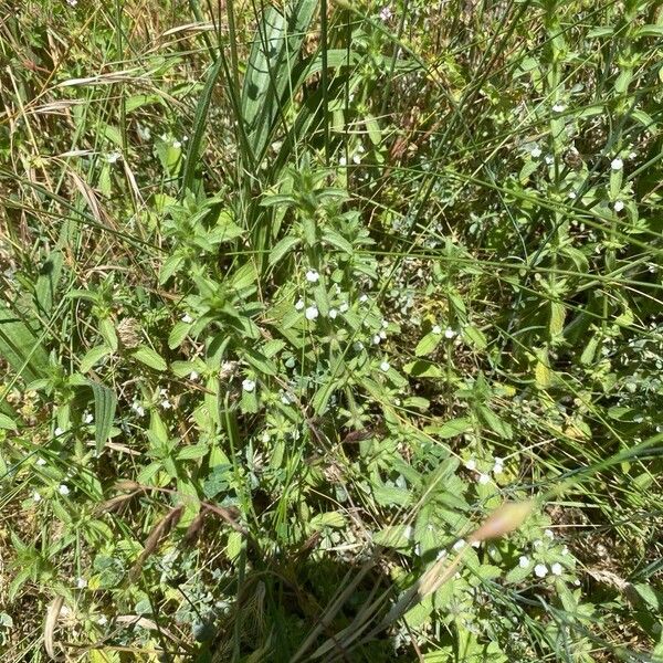 Sideritis romana Habit