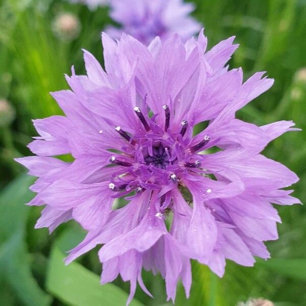 Cyanus segetum Blomst