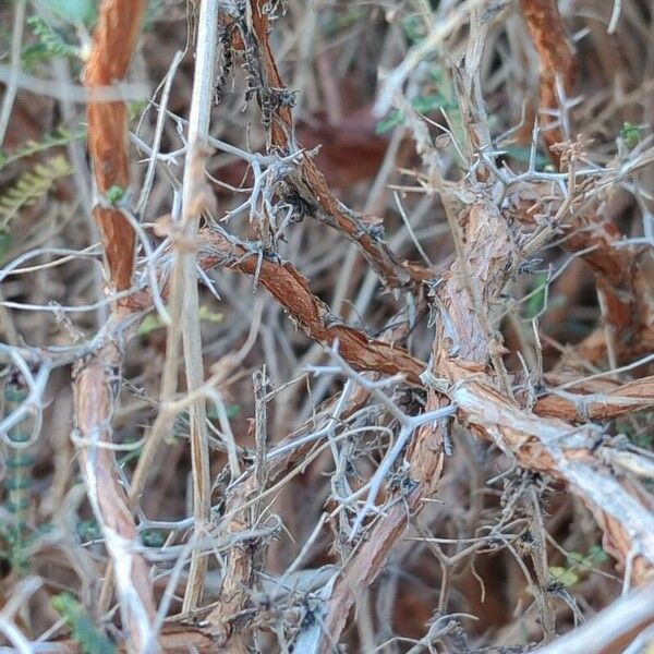 Sarcopoterium spinosum 树皮