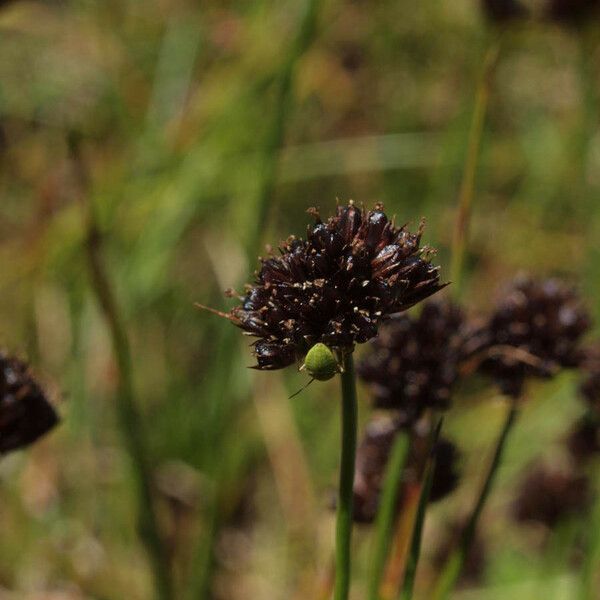 Juncus mertensianus Frutto