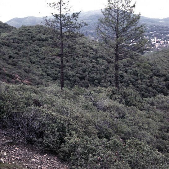 Arctostaphylos nissenana Habit