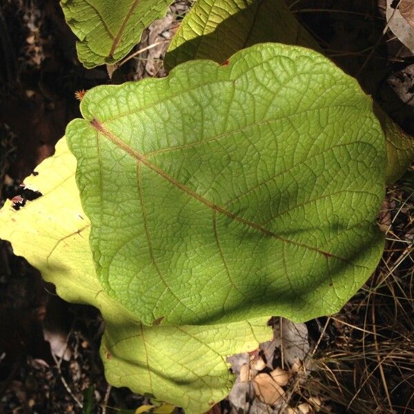 Coccoloba pubescens Blad