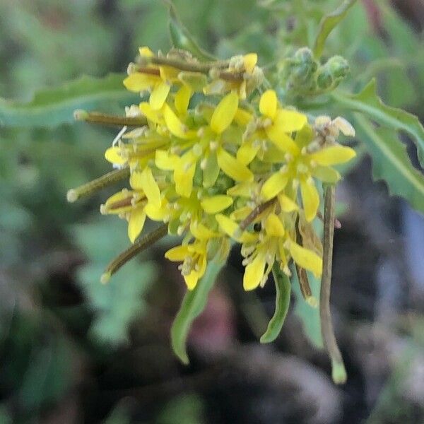 Sisymbrium irio Flower