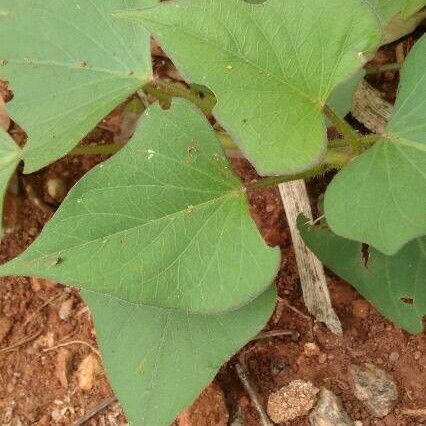 Ipomoea batatas Blad