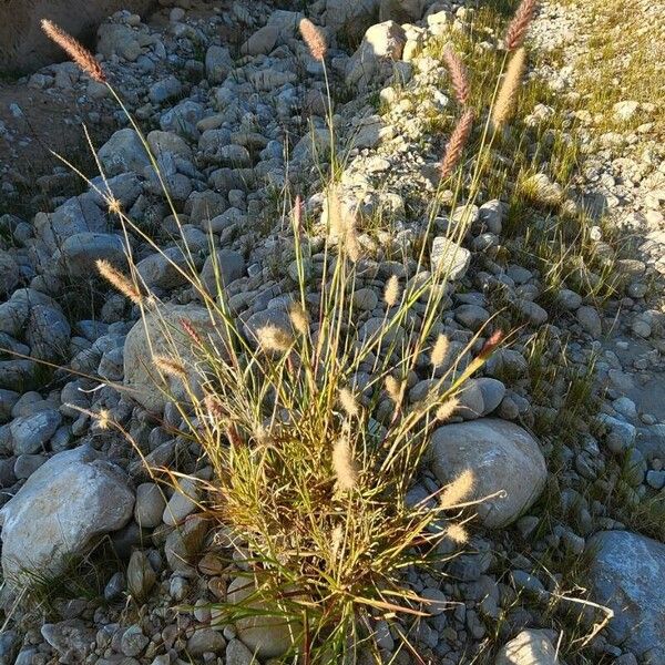 Cenchrus ciliaris Anders