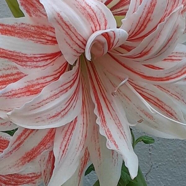 Hippeastrum vittatum Flower