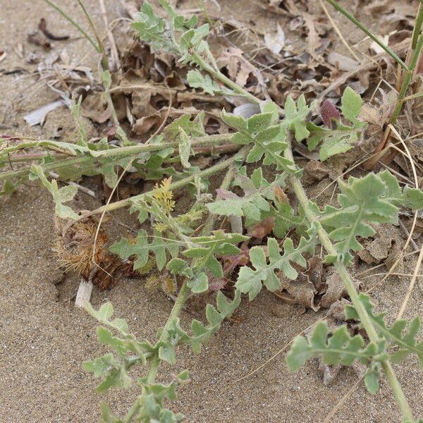 Centaurea sphaerocephala Leaf