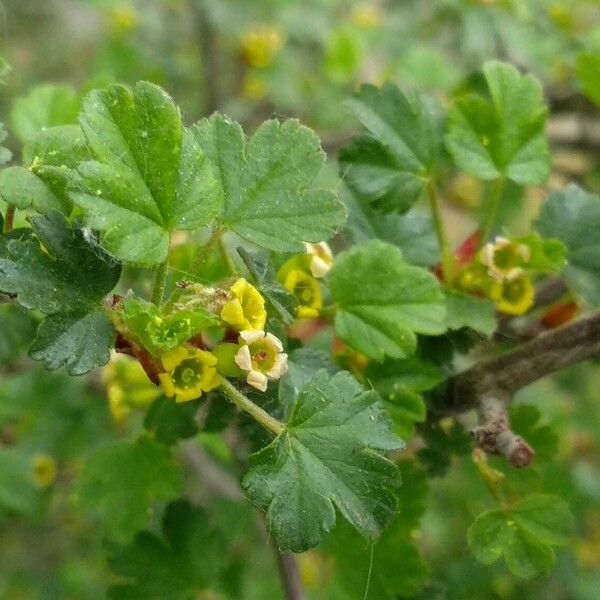 Ribes sardoum Flower